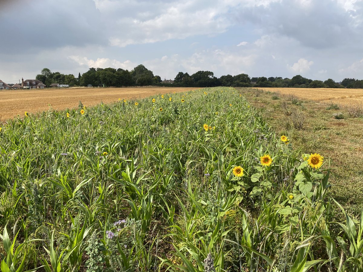 NoningtonFarms's tweet photo. Good to see this new wild bird strip is coming alive with 🌻 & lots of sparrows have been harvesting this already #hungergap #birdfood #css @NFFNUK @LEAF_Farming @kentdowns6 https://t.co/Bo0gJ6Heed