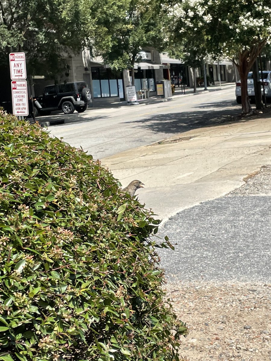 class_ramos's tweet photo. Sharing the planet with birds and bushes! #fwesdestinationsharingtheplanet https://t.co/xg5kpJaP0K