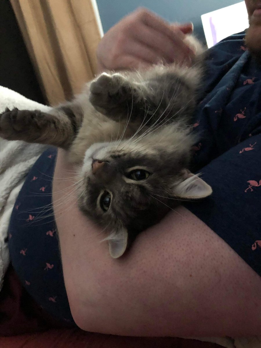 TheSkybeaver's tweet photo. This could be us but you’re not a cat :( https://t.co/yCdbp95QAX