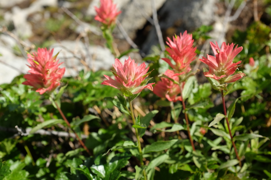 JennXForests's tweet photo. #PaintBrush diversity #TopOfTheWorld #SubAlpine https://t.co/jPE0ebtNnu
