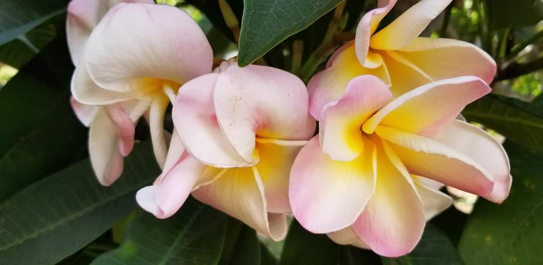 JeanEmmanuel_HI's tweet photo. Aloha! Beautiful tropical flowers in Hawaii. 🌸🌺💮
#plumerias #flowers #flowerpower #PhotoOfTheDay
#hawaii #808life #Aloha #flowersofhawaii #Beautiful https://t.co/vQwF1BqiWJ