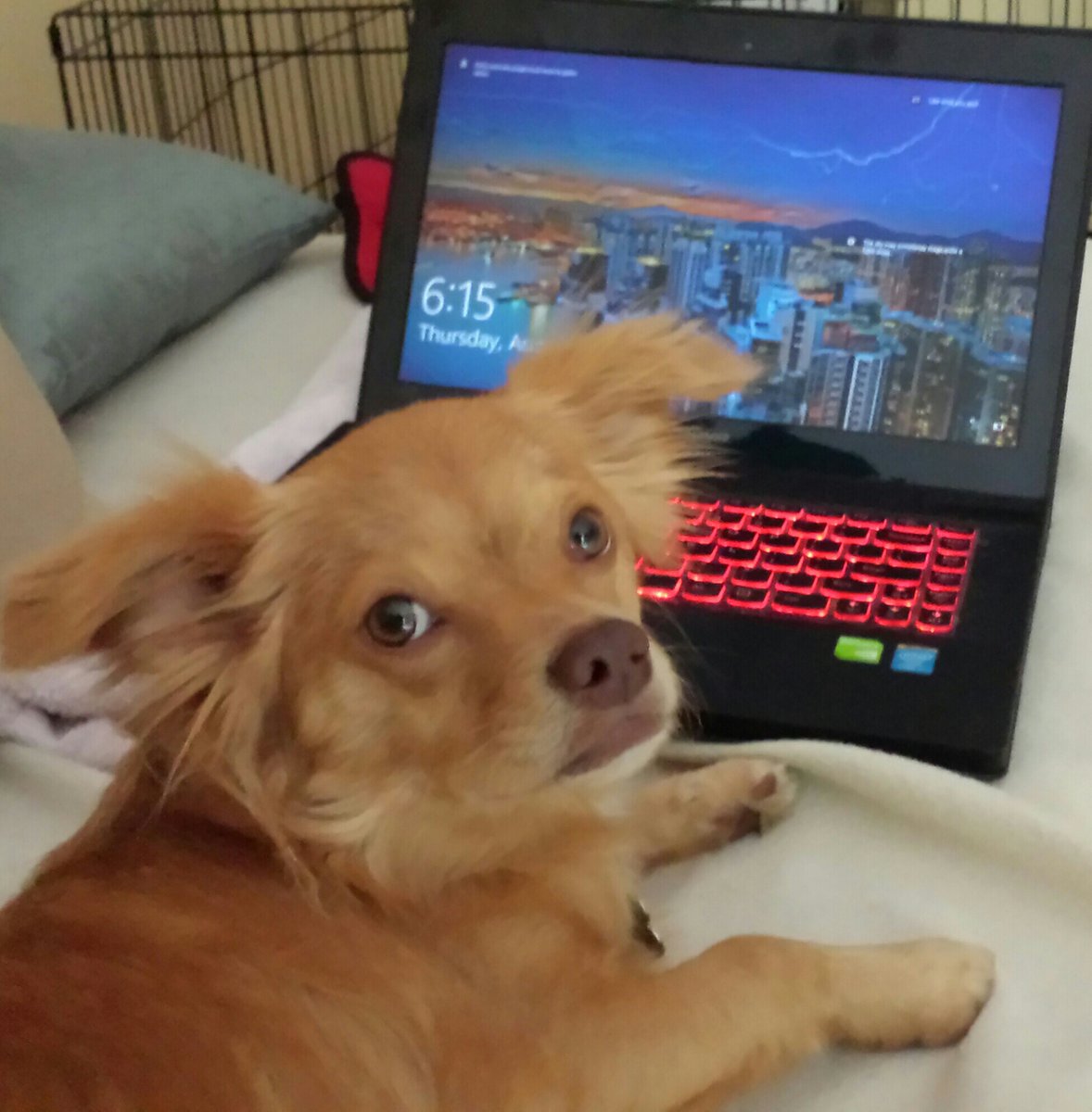 conniebash's tweet image. Firing up the computer to read "Love You Forever - Here and Beyond the Rainbow Bridge". Myko, aka Flynn in the book, wants to read about himself. #LoveYouForever #Pets #RainbowBridgeStory