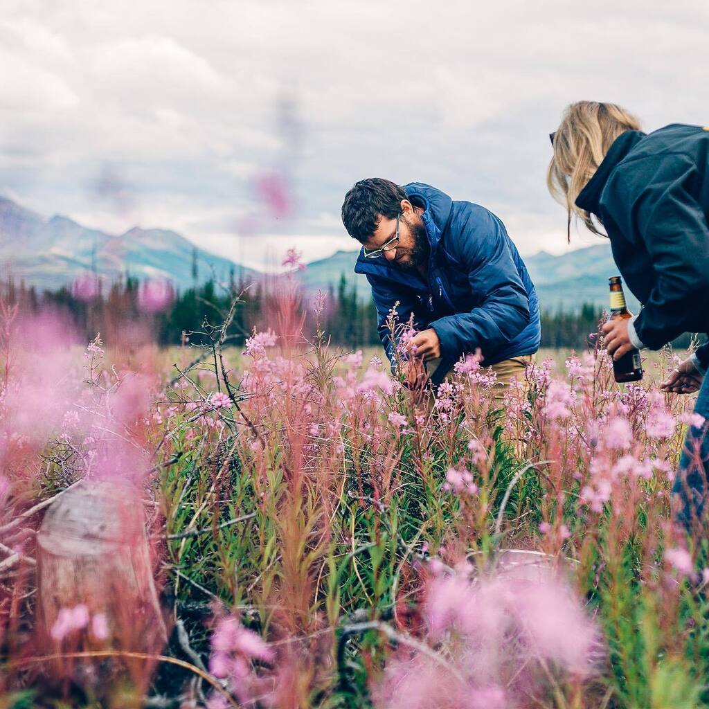 Harvesting fireweed near Healy, Alaska, for making fresh herbal tea.
