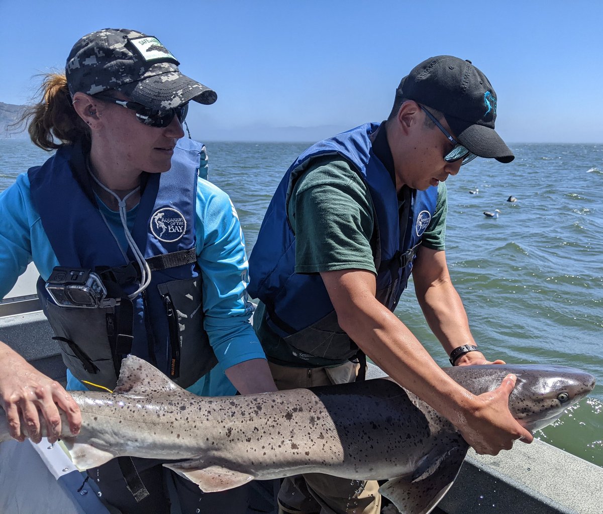 Hello #fishing community! Are there fishermen on the west coast of north America that would be willing to to chat with me about your experience with #sevengill #sharks? I'm leading a study learning from the experts that see these #fish firsthand. Please comment or DM me!
