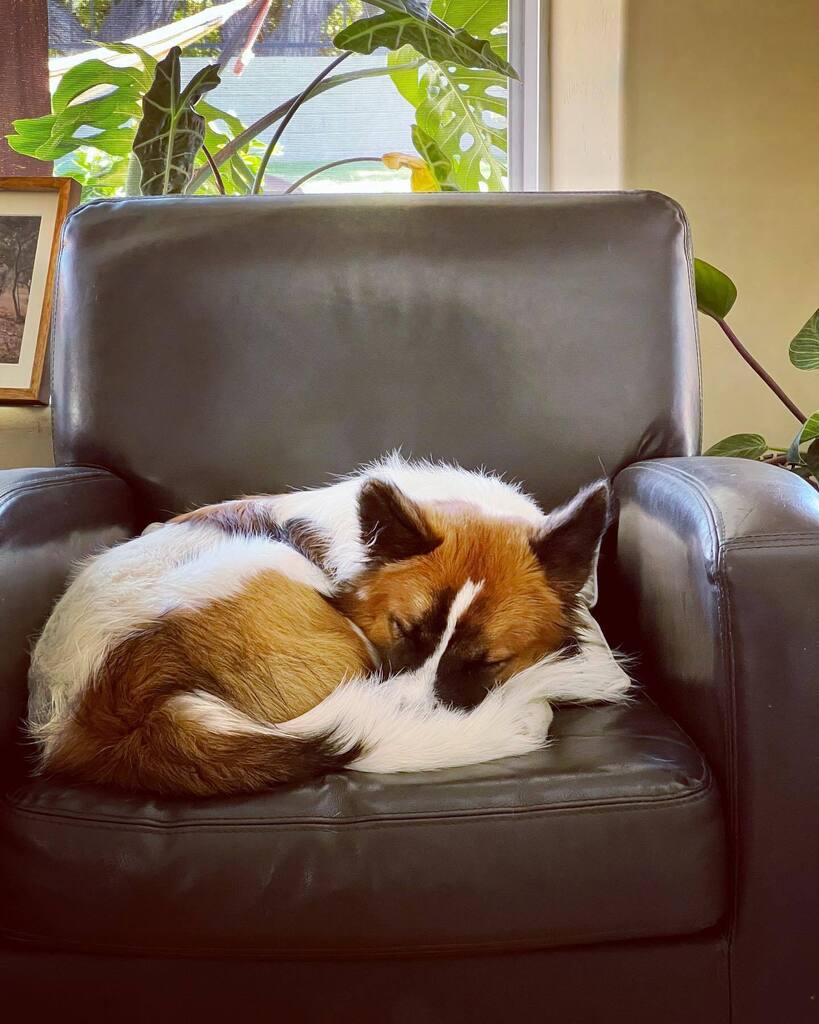 Libbylowrider's tweet photo. Our little fox 🥰 
:
#ruca #fosterfail #cattlelwchowskylab #adoptdontshop https://t.co/KsBfdWejtM https://t.co/4o2S3WZFT9
