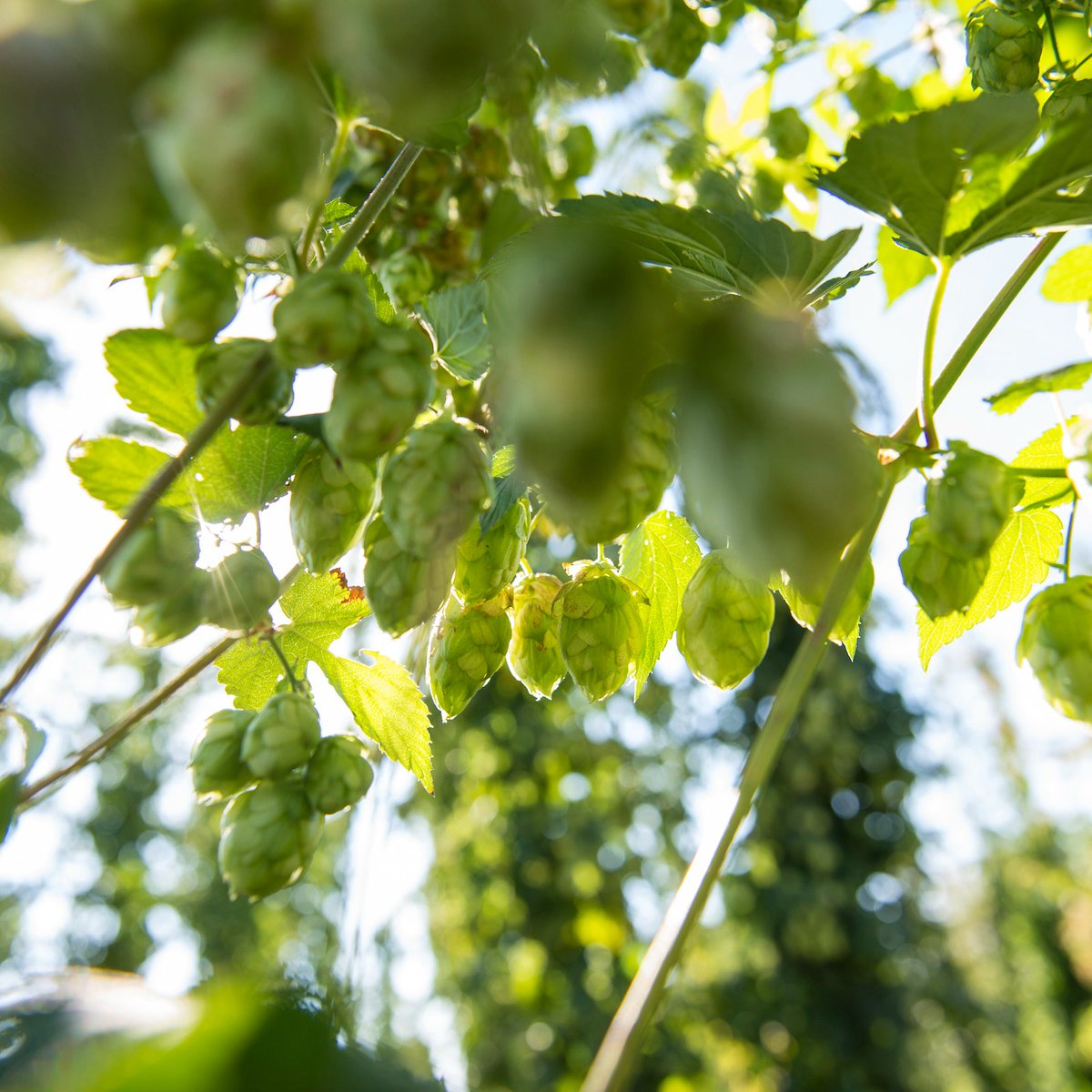 Tom Shellhammer A new OSU study finds that the growing environment, much like wine ...