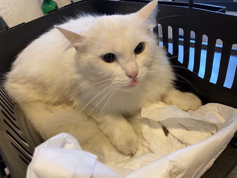 Yaşam Hakkı Savunucusu tweet media