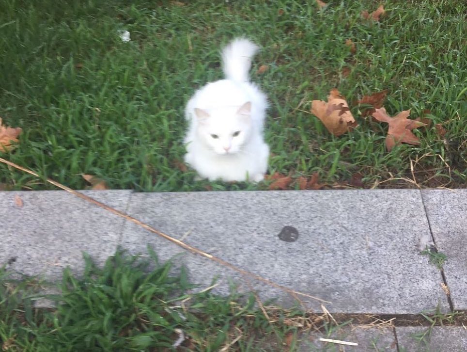 Yaşam Hakkı Savunucusu tweet media