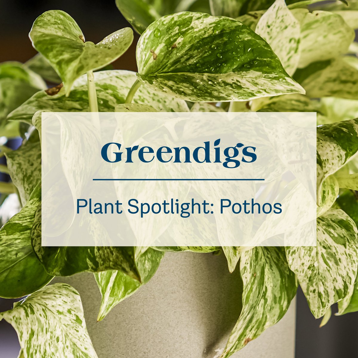 shopgreendigs's tweet photo. Meet Hoya. Another Greendigs plant that never shies away from the spotlight. Its waxy leaves and trailing stems have perfected that effortlessly exotic look. Easy to care for, and even easier to love, a hoya is a welcome addition to any space that could use a little life. https://t.co/zbDYN75x1e