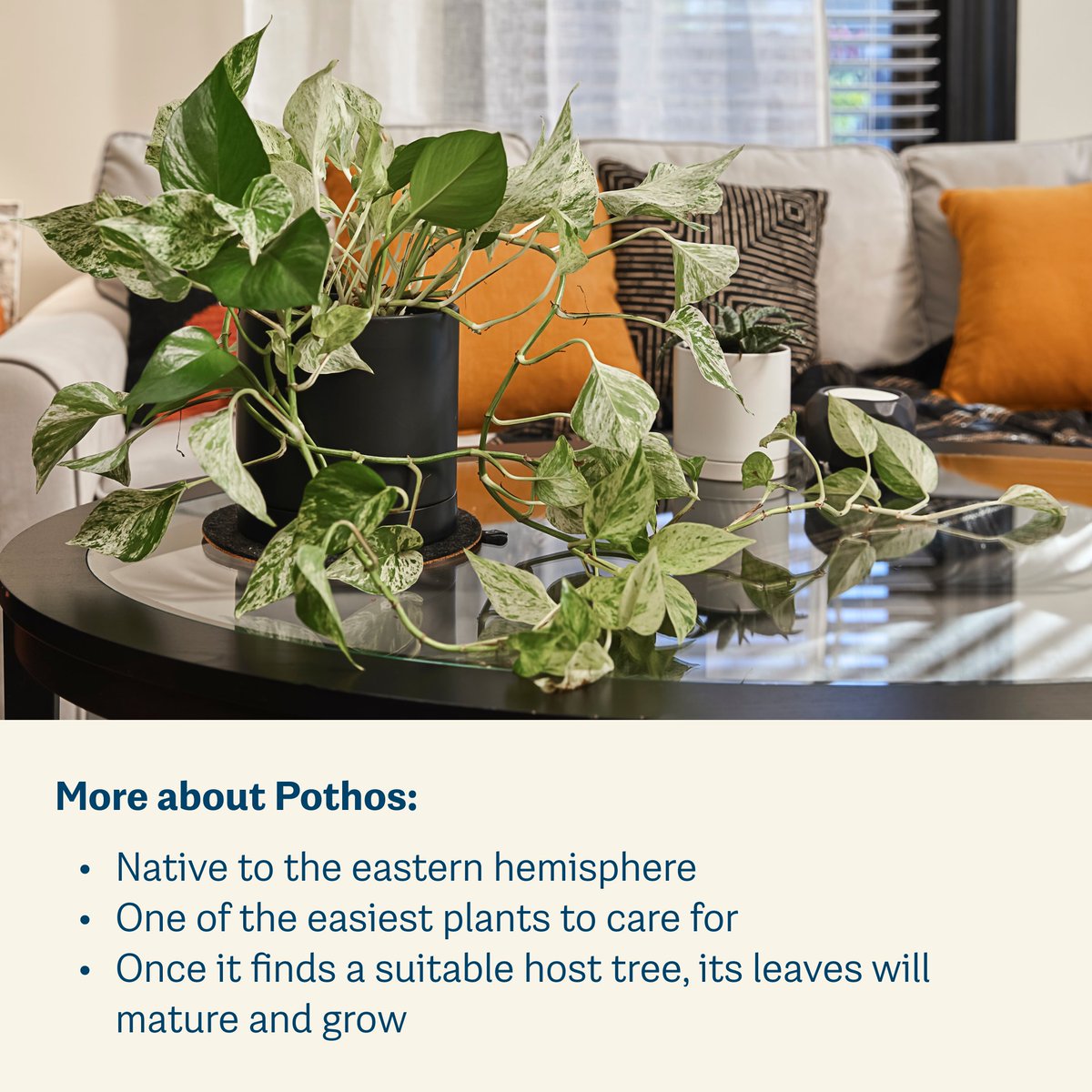 shopgreendigs's tweet photo. Meet Hoya. Another Greendigs plant that never shies away from the spotlight. Its waxy leaves and trailing stems have perfected that effortlessly exotic look. Easy to care for, and even easier to love, a hoya is a welcome addition to any space that could use a little life. https://t.co/zbDYN75x1e