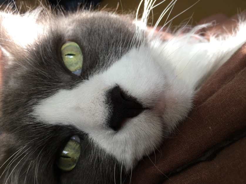 LisaWallig's tweet photo. Alex, ready for the weekend⛱

#FridayEve #CatsOfTwitter #meow #GreenEyes #IsTheWeekendHereYet https://t.co/EeiSZDEAUE