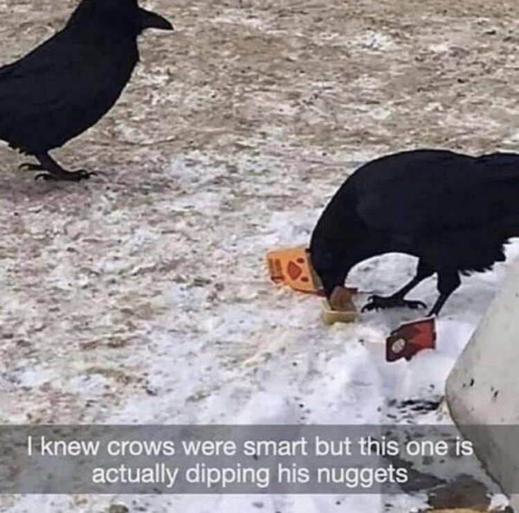 METRO CROW tweet media