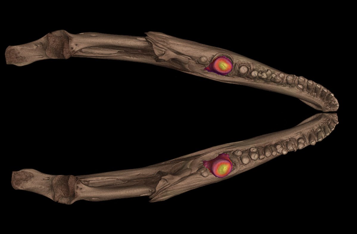 Alright lizard fans, whose skull is this? What's going on with these teeth? Scanned this week by @jaimiAgray
 for the #oVertTCN