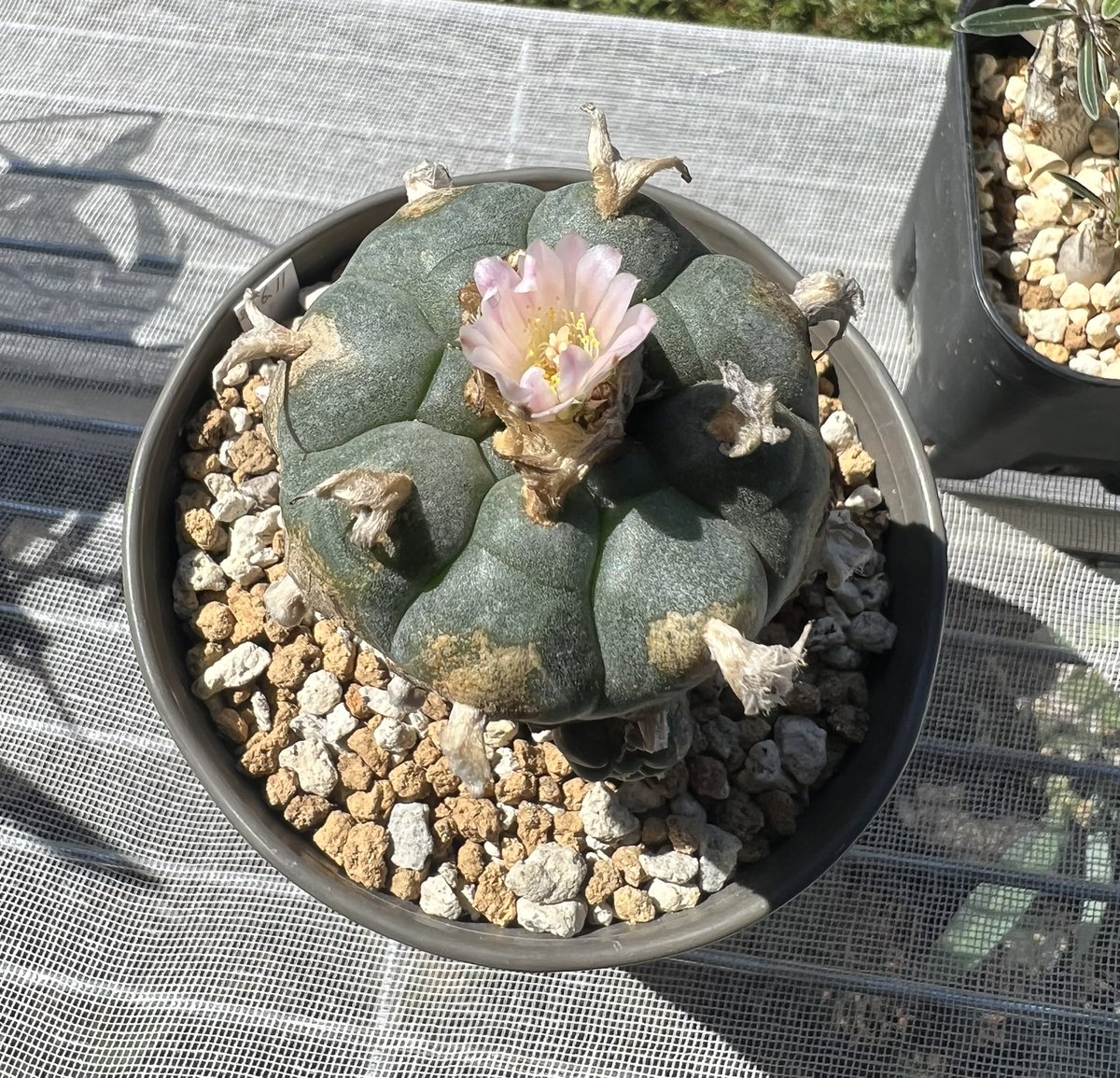 monkey_plants's tweet photo. おはようございます🌞
今日の横浜は爽やかです😎
#monkeyplants
#烏羽玉 https://t.co/QTfzgqODkO