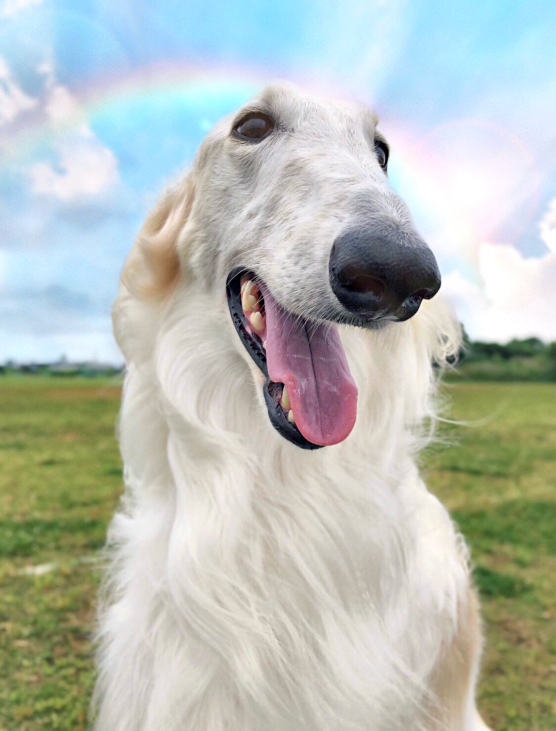 アマテラス ボルゾイ Amateras Borzoi Twitter
