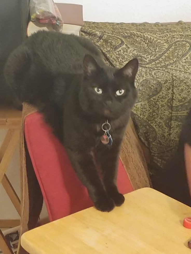 CalenOsborne's tweet photo. @thunderrosa22 My goofball!! 😂 Her name is Bones and I adopted her from a cat rescue ♥ https://t.co/UaN8Ea4BLM