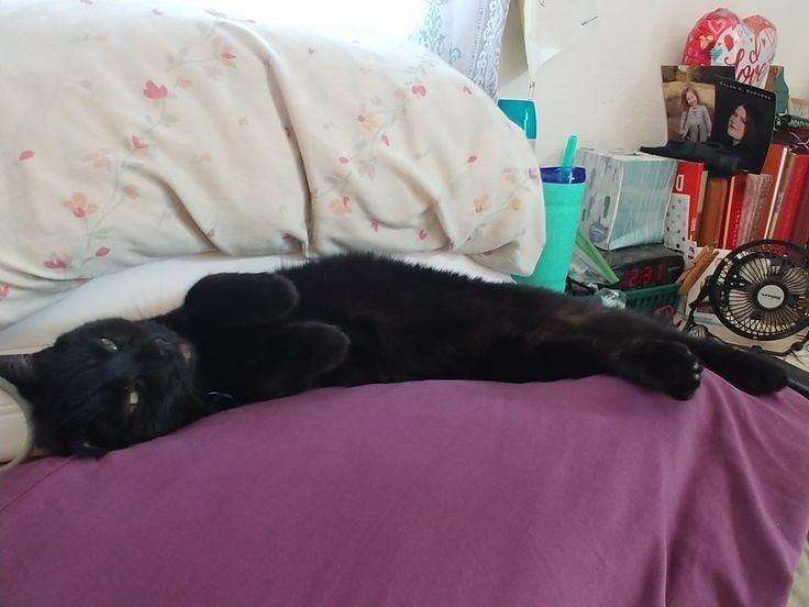 CalenOsborne's tweet photo. @thunderrosa22 My goofball!! 😂 Her name is Bones and I adopted her from a cat rescue ♥ https://t.co/UaN8Ea4BLM