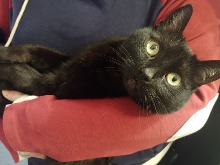 CalenOsborne's tweet photo. @thunderrosa22 My goofball!! 😂 Her name is Bones and I adopted her from a cat rescue ♥ https://t.co/UaN8Ea4BLM