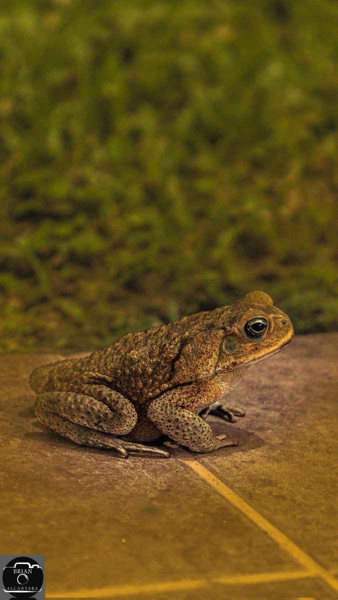 Saw him on the front porch a moment ago.

#canetoad

#naturephotographer #wildlifephotography 
#canonusa #canoncameras #canonphotography #tamronusa #tamronlenses