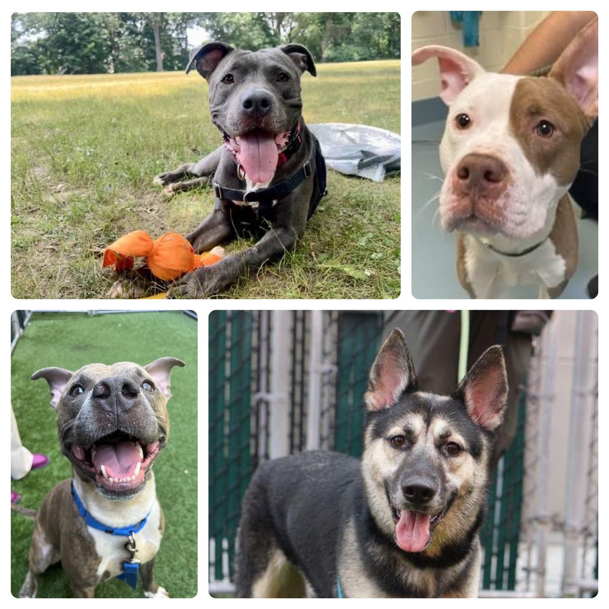 14 DOGS die Saturday, plus perfect Phineas faces immediate death in the NY kill pound @Nycacc, with an Order to Kill. New additions to the list are Storm, Blue, Boston and Princess Xena. All need help, RTs and shares, fosters/adopters and pledges. Thank you!