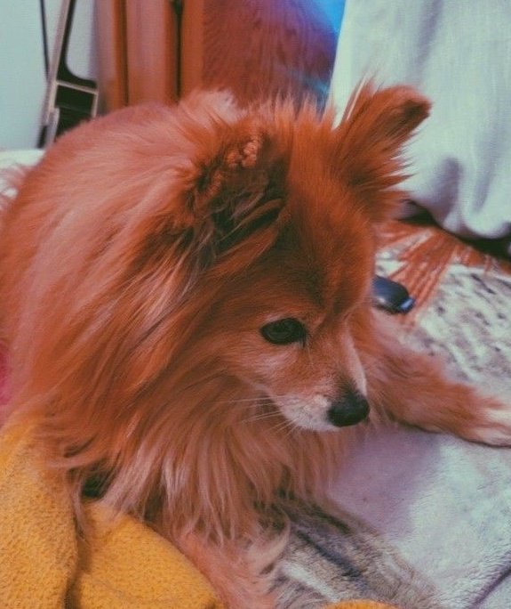 CalenOsborne's tweet photo. @thunderrosa22 And this is E-Du!! My moms fur baby. ♥ https://t.co/D9VoqJpOJT