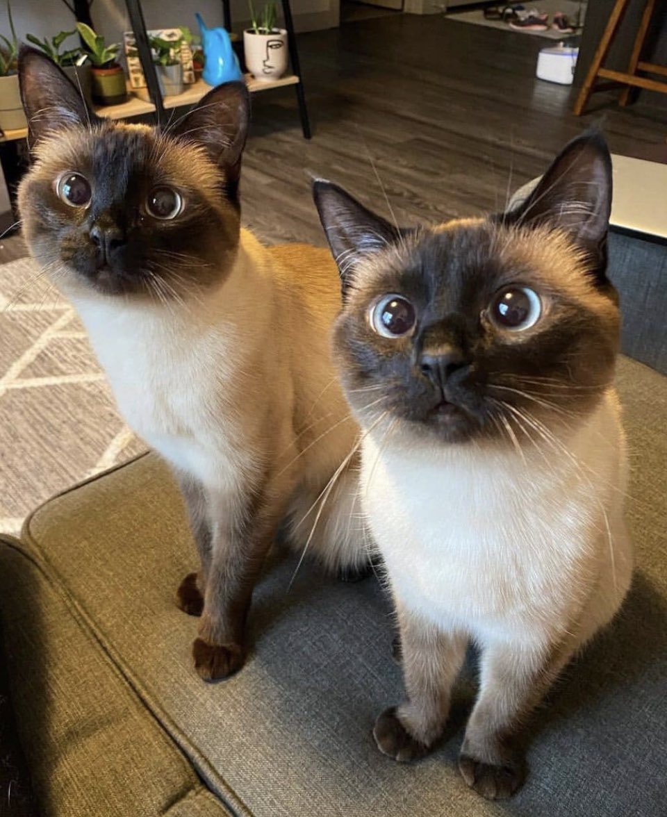 护法道长 on Twitter: "RT @daoge2018: 章先生 你要听劝 啊 别跟我老师学 ������ 我这个老师是真专家 科技类的 我经常提醒他 他也不生气 他也不听我的 他十年如一日的