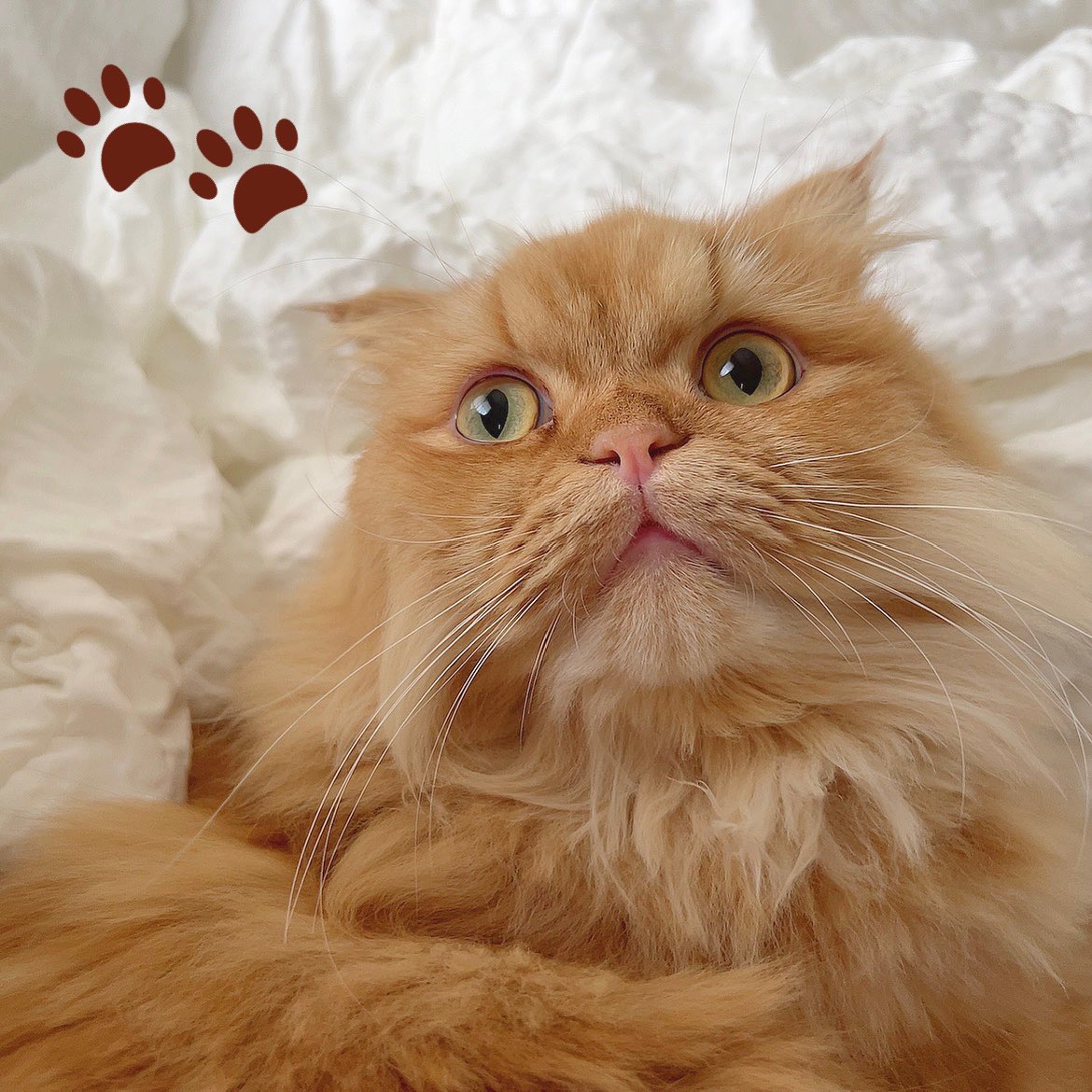 pinomaruuu_'s tweet photo. おはぴのです！☀️🐾

起こされました はいかわいい🥱𓈒 𓏸𓈒𓂂🐈

今日もモリモリ頑張りましょっ https://t.co/gcN8KDn6vk
