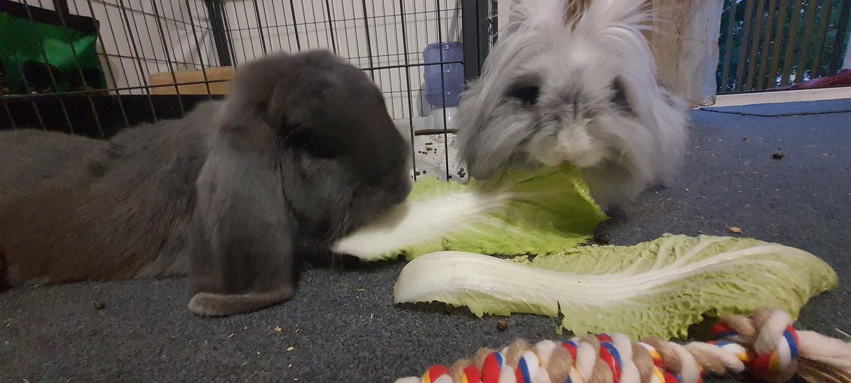 Lady and the Trump bunbun version ♡

#bunny #rabbit