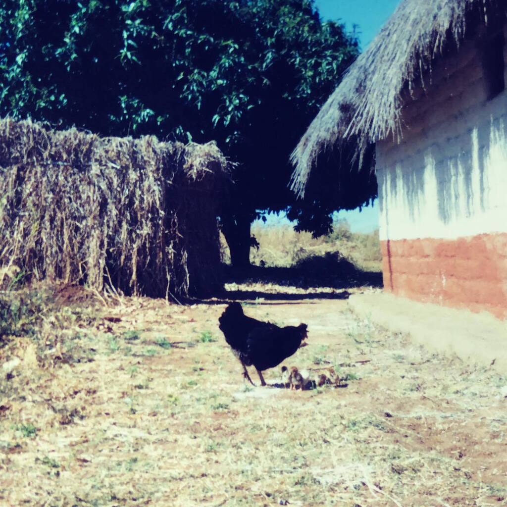 AuthorHerbert's tweet image. My hen Hattie &amp;amp; her chicks heading for shade of the mango trees. #peacecorpszambia #peacecorpslife #peacecorpspets instagr.am/p/Chab3gpvtee/