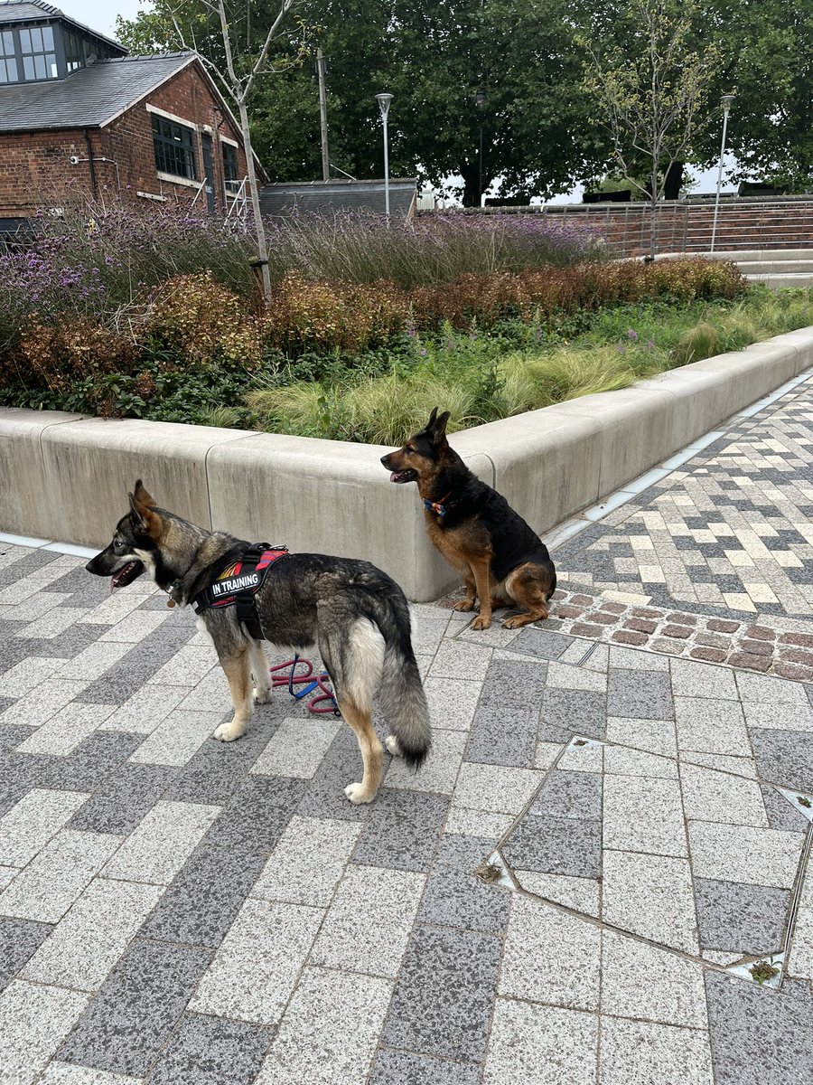 Lealea682001's tweet photo. @rosalyncollings @wlv_uni Love seeing these two beauties today at clearing 🥰 https://t.co/Dmc0hWQTJF