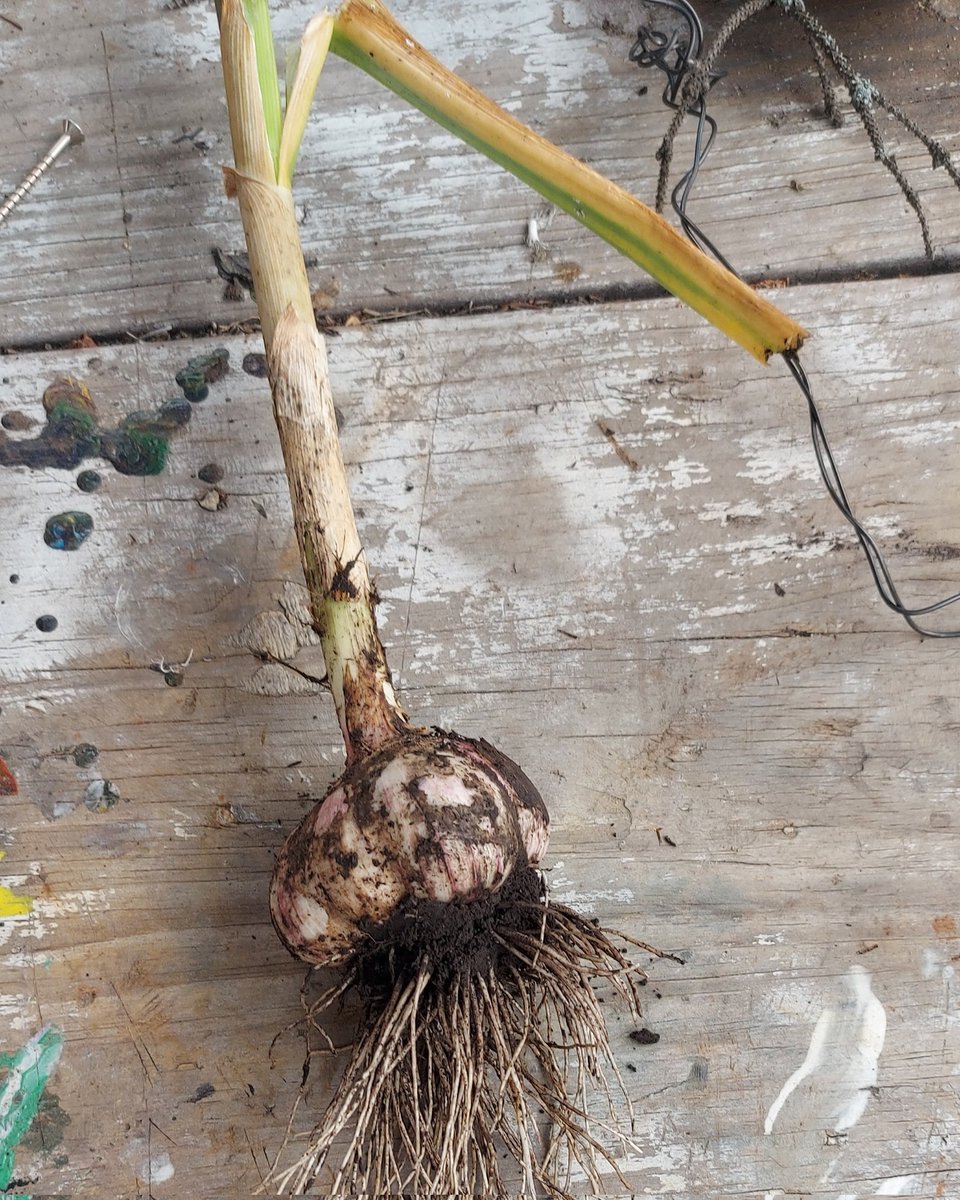 Garlic success!