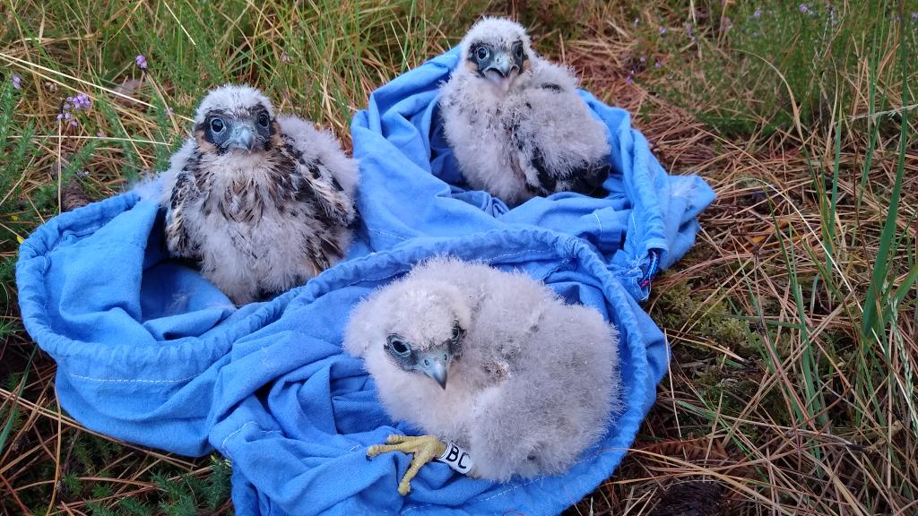 A very late brood of hobbies ringed in Dorset. 17th Aug!  11 days later than ever ringed before!