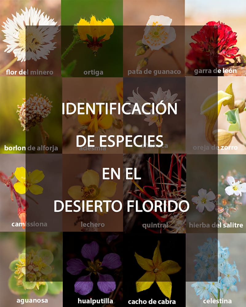 ApatamaP's tweet photo. Pequeña guiá de identificación del desierto florido #desiertoflorido #regiondeatacama #vallenar #huasco #copiapo #caldera #freirina https://t.co/Z1mwv0ueXK
