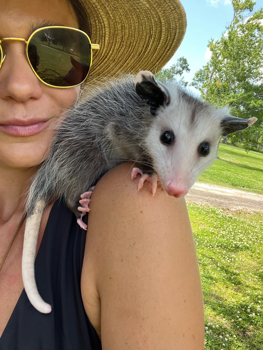 Tell me your wife is a vet without telling me your wife is a vet... #possumwhisperer