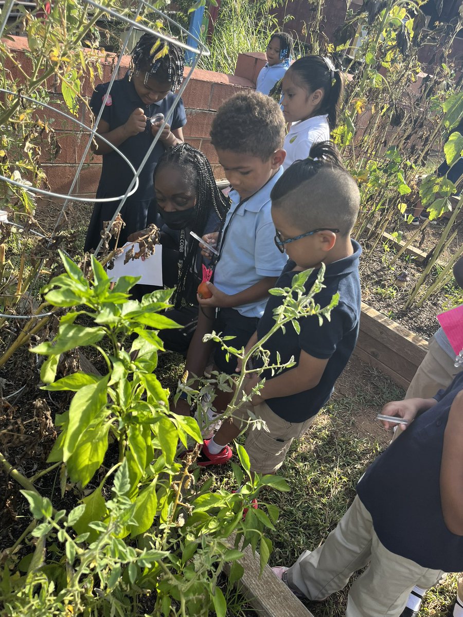 jacksonSTEMlab's tweet photo. I love seeing kindergartners discover new things 🍆 🍅 🌶 in the garden! They were such great observers today! #likeascientist #gardenthings https://t.co/Af8bvByTrF