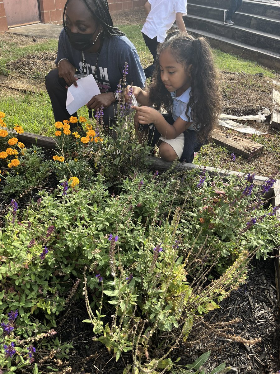 jacksonSTEMlab's tweet photo. I love seeing kindergartners discover new things 🍆 🍅 🌶 in the garden! They were such great observers today! #likeascientist #gardenthings https://t.co/Af8bvByTrF