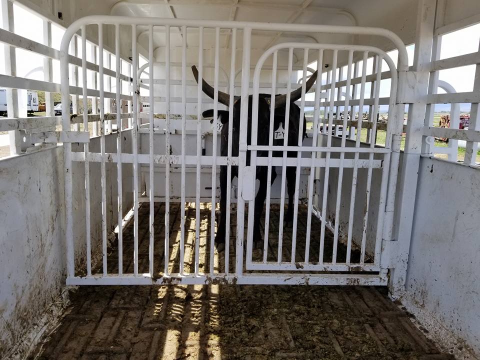 ShelbyFlooring's tweet photo. Shelby Livestock Lug flooring is the working cowboy's choice when they need a floor they can depend on. Designed with Livestock safety in mind.
#bigbendtrailers
#cattle #trailer #horses #rodeo #ranch #livestock #workingcowby #Livestocktrailer #Shelbytrailerflooring #madeinUSA https://t.co/okpVTK7XRN