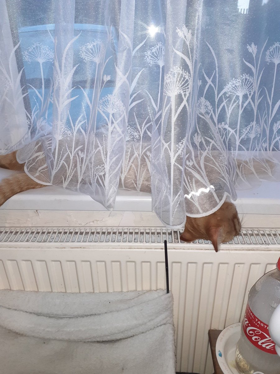 PowellPalacePod's tweet photo. Happy 3rd Birthday Lemmy! https://t.co/hAUbHQPhjt