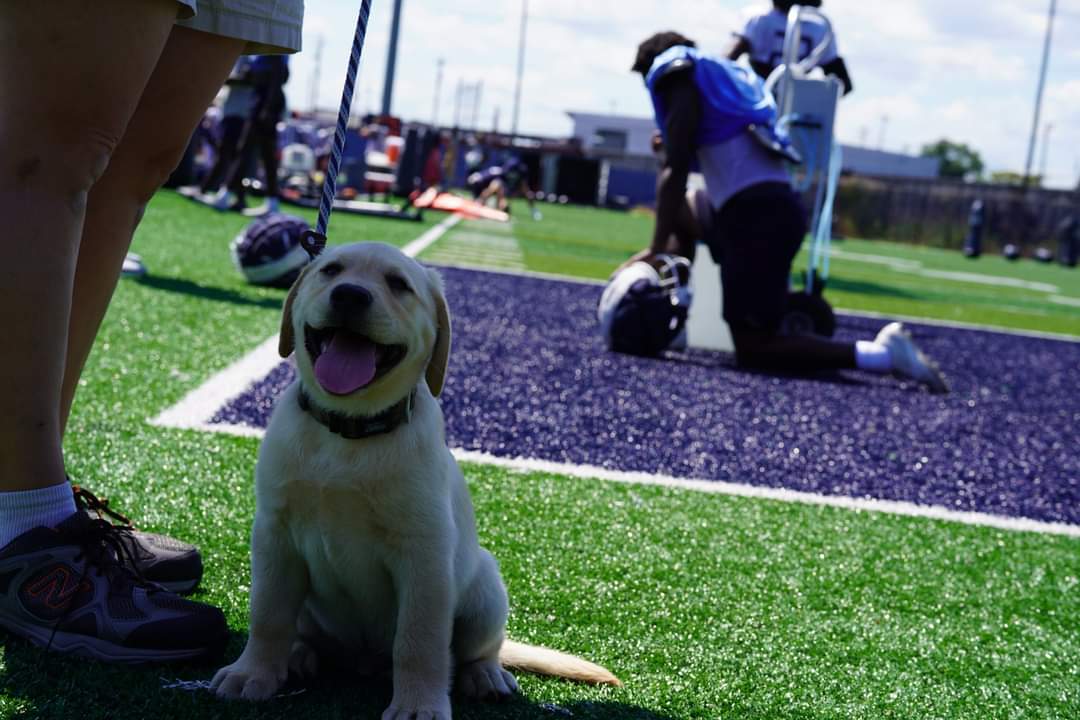HudsonODU's tweet photo. PUPPY SOCIALIZATION:It's critical for service dogs to be comfortable around everyone and everything.

Thankful for the great opportunity to regularly train &amp; socialize with @ODUFootball as their ambassador 🙏

In return, Hudson provides puppy cuddles and smiles for everyone 🐾 https://t.co/33EO6V0fot
