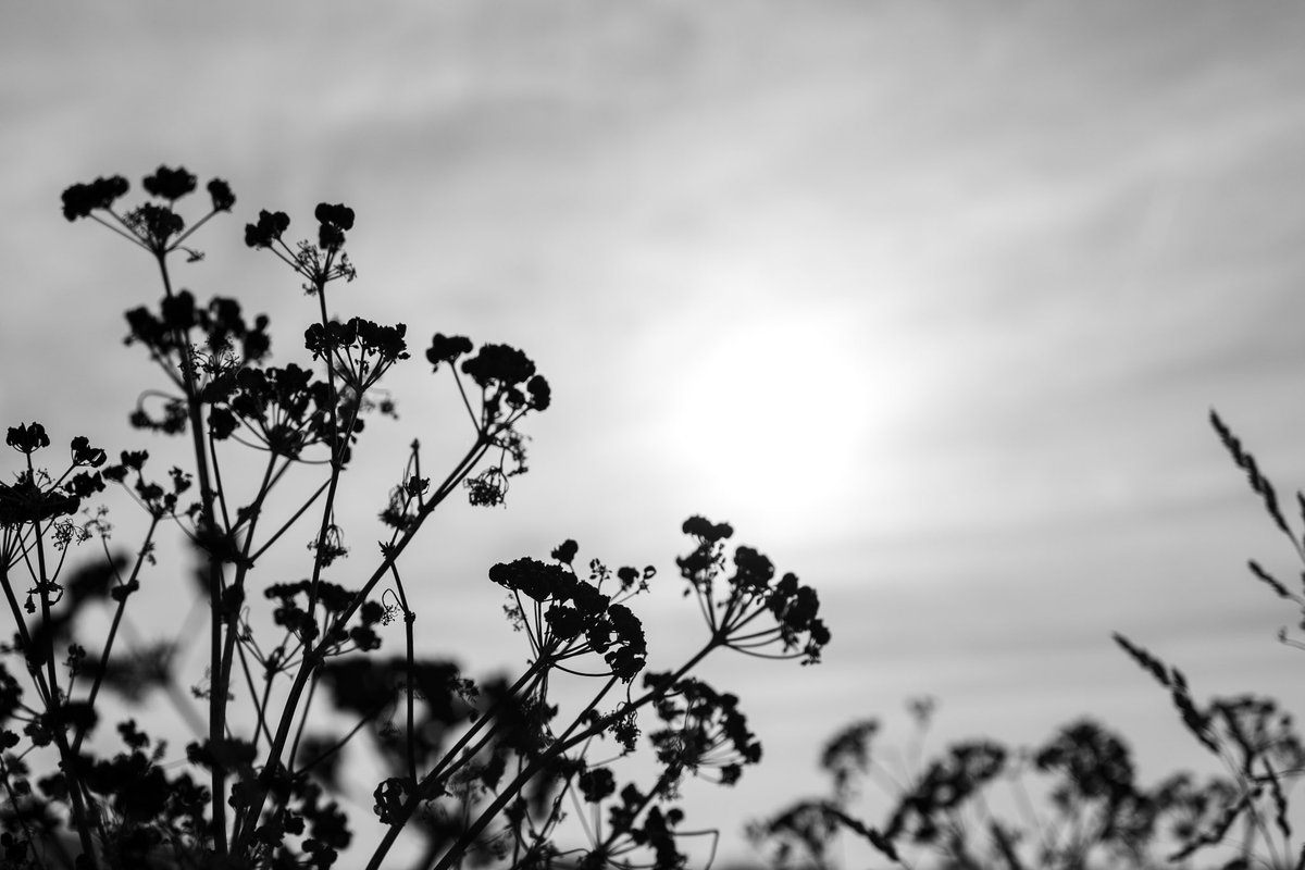 DanJFly's tweet photo. Seaside walks.
#leica #leicaq2 #bnw #blackandwhite #blackandwhitephotography #blackandwhitephoto #beach #norfolk #ThePhotoHour #photooftheday https://t.co/40z1KENa4u