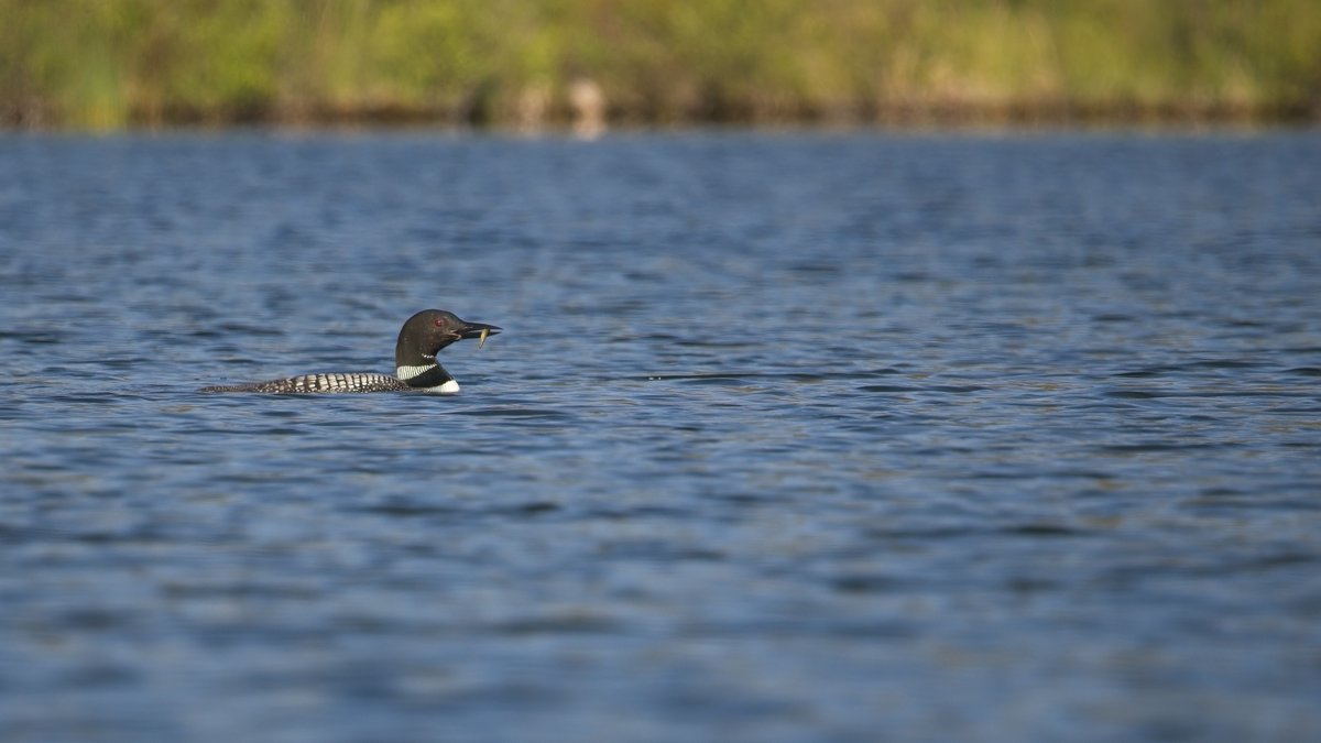 GeoKs's tweet photo. Kayaking Vermilion Lake #3 this morning, spotted two common loons: a juvenile &amp; a parent. Juvenile kept begging for food, parent kept obliging. After lots of little fish, parent loon nabbed a big one. Fascinating to observe via telephoto lens. #birdwatching https://t.co/ZTXZa9IPGS