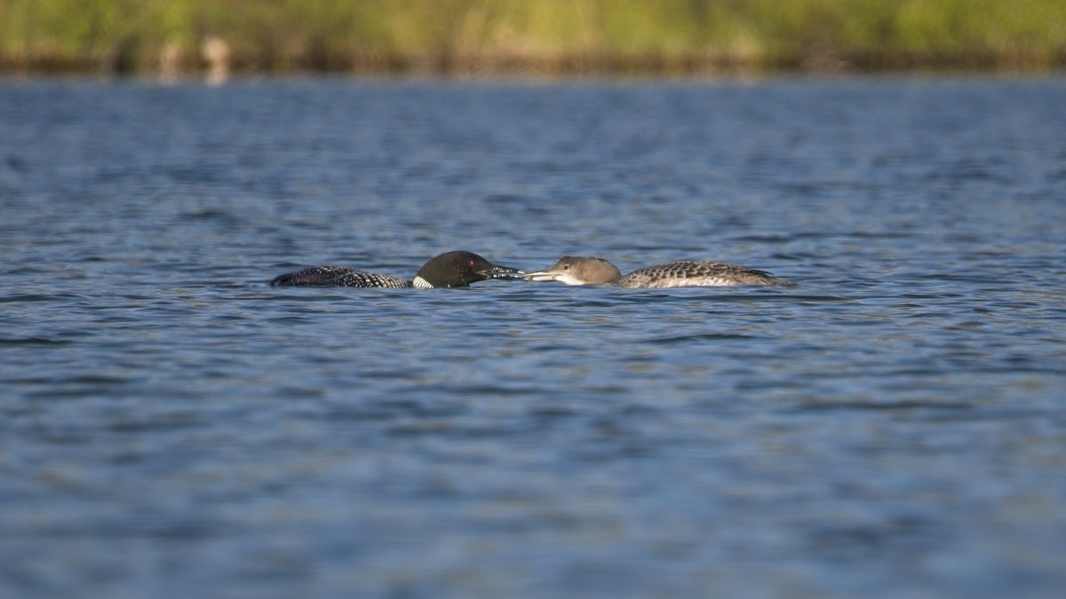 GeoKs's tweet photo. Kayaking Vermilion Lake #3 this morning, spotted two common loons: a juvenile &amp; a parent. Juvenile kept begging for food, parent kept obliging. After lots of little fish, parent loon nabbed a big one. Fascinating to observe via telephoto lens. #birdwatching https://t.co/ZTXZa9IPGS
