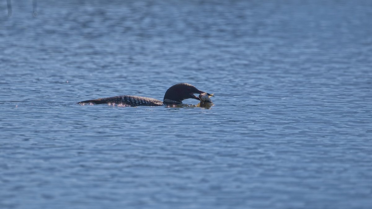 GeoKs's tweet photo. Kayaking Vermilion Lake #3 this morning, spotted two common loons: a juvenile &amp; a parent. Juvenile kept begging for food, parent kept obliging. After lots of little fish, parent loon nabbed a big one. Fascinating to observe via telephoto lens. #birdwatching https://t.co/ZTXZa9IPGS
