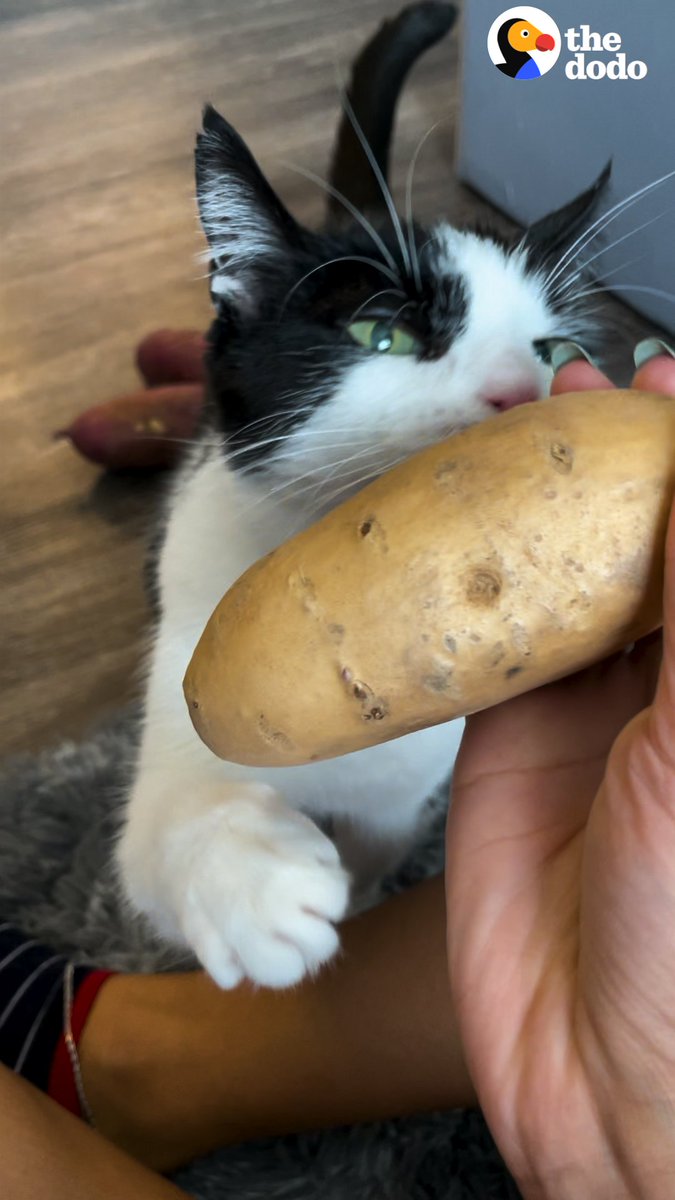 peepeepoopoo on Twitter "RT dodo Cat obsessed with potatoes will do anything do protect them