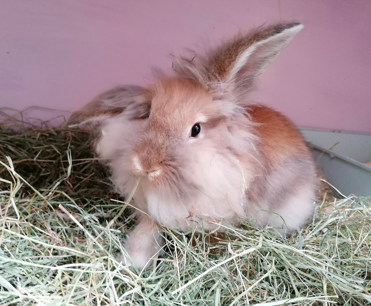 BurrowedHearts's tweet photo. Cotton has grown into a lovely young lady bun 🐰 she's the bun who was locked in a hamster cage in her previous home (not actually even big enough for a hamster!)
She had her spay, vacc &amp; microchip recently and will be meeting her husbun soon 🐇💞🐇

#rabbit #adoptdontshop https://t.co/11jgXheDQR