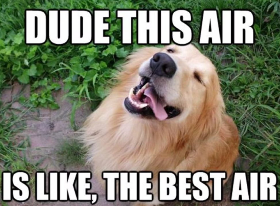 Getsetpet's tweet photo. No one: 

Me: after the heatwave...

#ukheatwave #meme #dogsofinstagram #dog #dogs #dogstagram #dogsontwitter
(Source: Bustle) https://t.co/3gBPNMEhL0