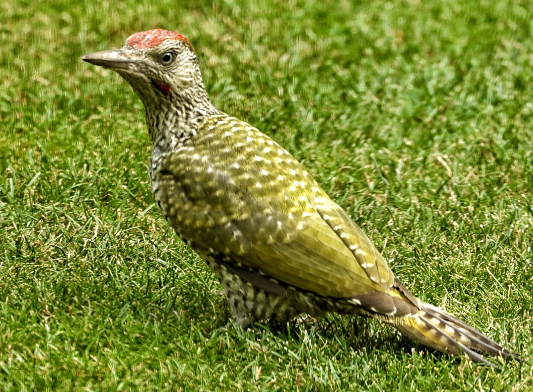 lensmanic's tweet photo. Garden visitor https://t.co/48sCAOI6zT
