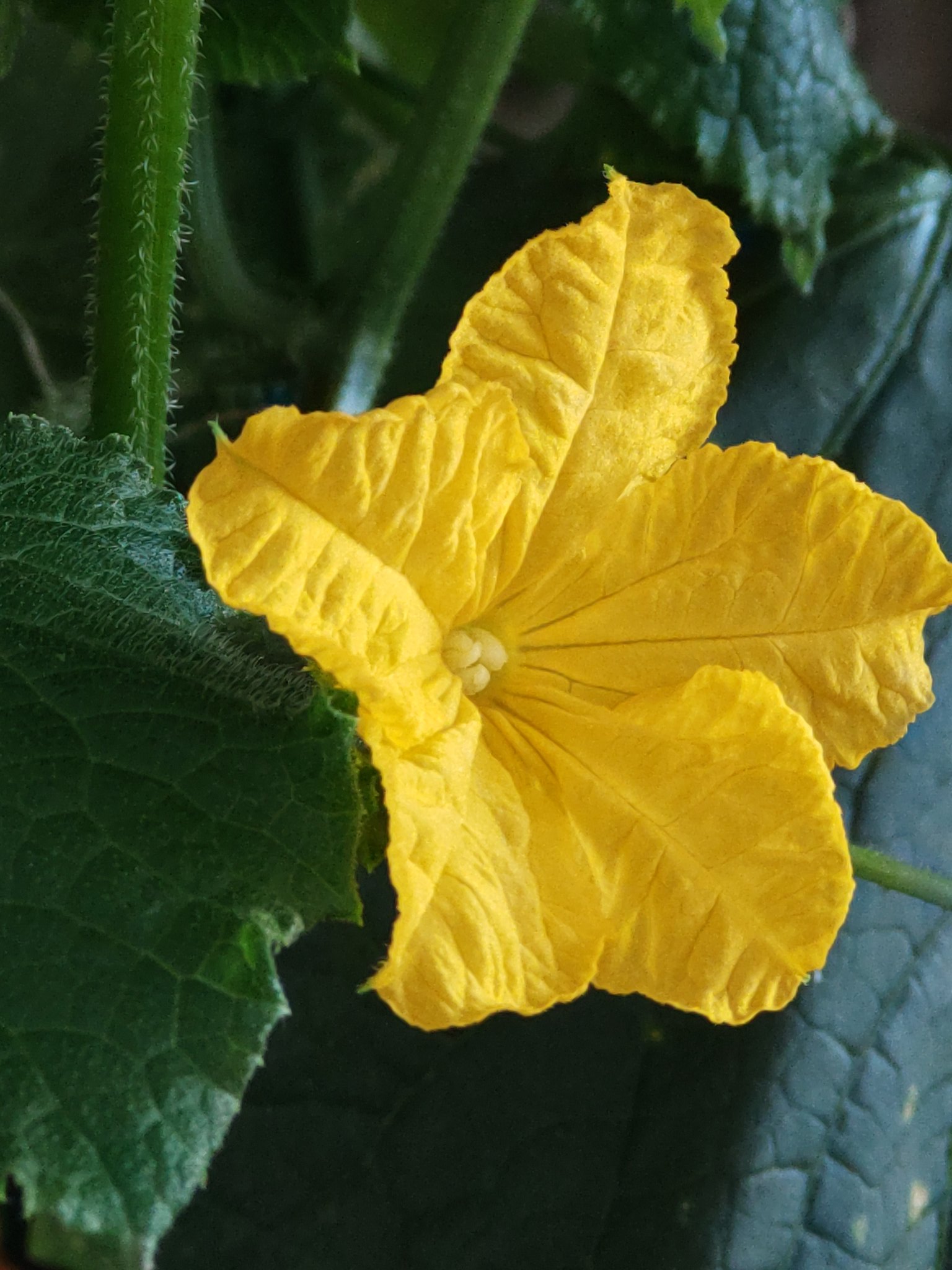 スーパーやさいマン ８ １９の誕生花 キュウリ 胡瓜 ウリ科の野菜 花名は熟した黄色い実に因んだ キウリ 黄瓜 キュウリ 中国の外地に由来する クーウリ 胡瓜 キュウリ が語源 花言葉は 洒落 カンナ カンナ科の球根植物 花名は管状の茎に因