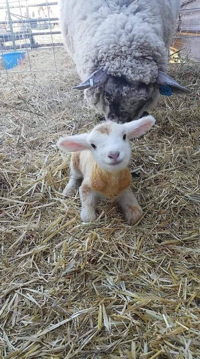 angie_karan's tweet photo. Hello world. I’m 15 minutes old! 🧡💞 https://t.co/GKRyxDDgSg