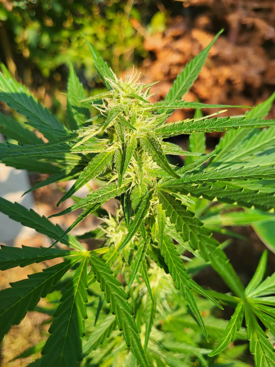 SuzySeeds's tweet photo. Lowryder Auto, enjoying those warm August evenings 🌞 another happy gardener 🌱 
#allstartedfromseed #autofloweringseeds #lowryder #classics #oldschool #growingyourown #fromseedtobud 
#medicalcannabis #onelove 
#suzyseeds https://t.co/7yDNuI2yW9